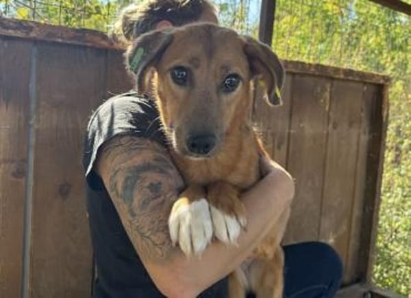 BECKY-hübsche,rehbraune Hündin,45 cm