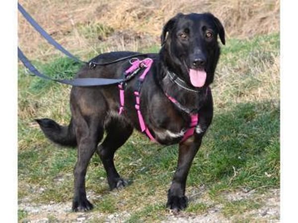 Linne - wartet in 91489 Wilhelmsdorf