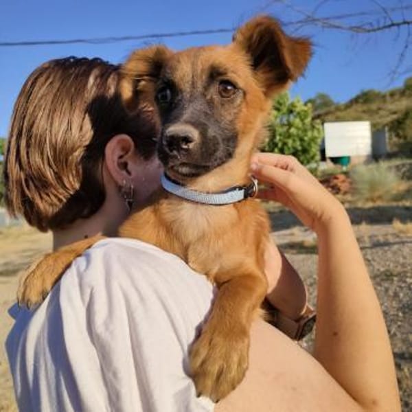 Mezcal - kleiner, junger Bub