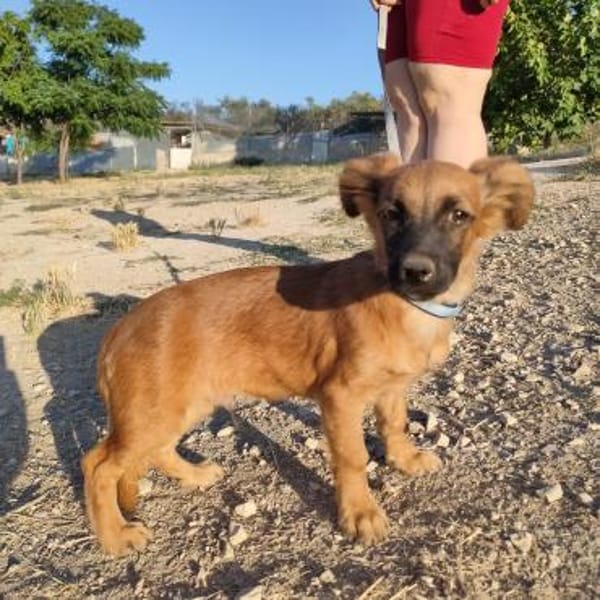 Mezcal - kleiner, junger Bub