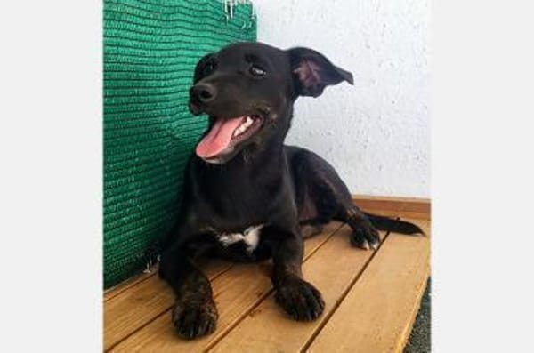 Pippa - fröhliche, junge, kleine Dame