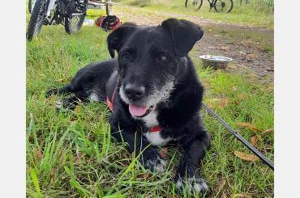 Dieses Gute-Laune-Paket ist Akira