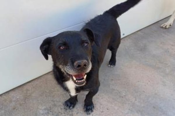 Dieses Gute-Laune-Paket ist Akira