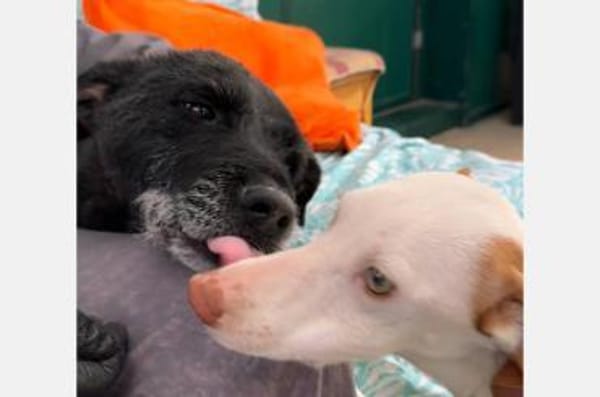 Dieses Gute-Laune-Paket ist Akira