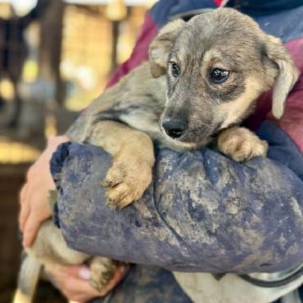 KYLA-bezaubernde Welpen-Hündin,32 cm