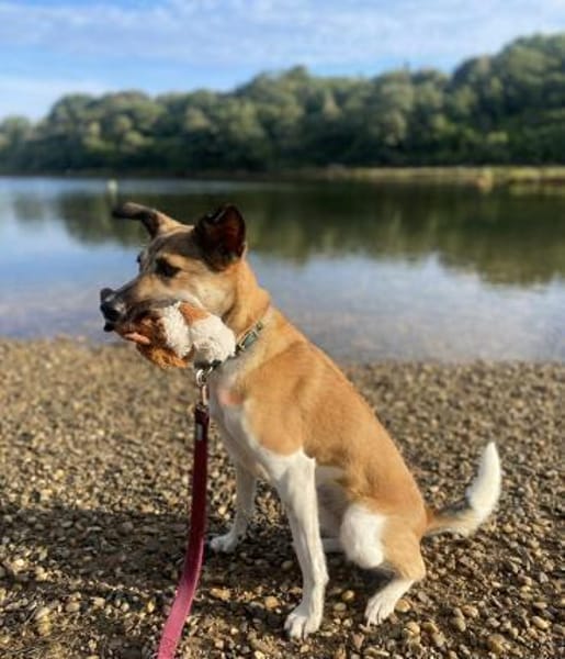 Vega sucht ein Zuhause