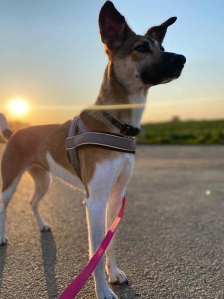 Vega sucht ein Zuhause