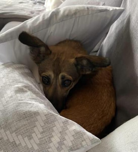 Vega sucht ein Zuhause