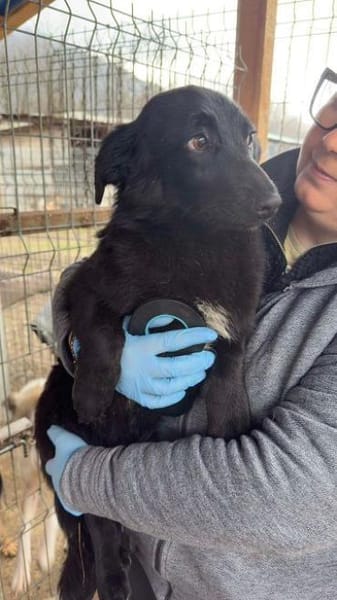 LUGH-freundlicher, süßer Jung-Rüde,35cm