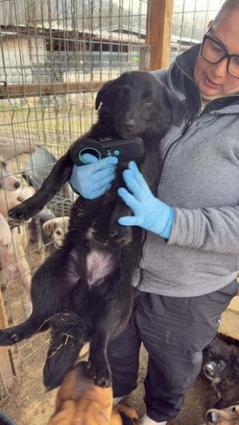 LUGH-freundlicher, süßer Jung-Rüde,35cm