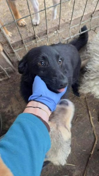 LUGH-freundlicher, süßer Jung-Rüde,35cm