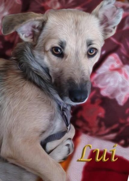 Lui sucht sein endgültiges Zuhause ❤