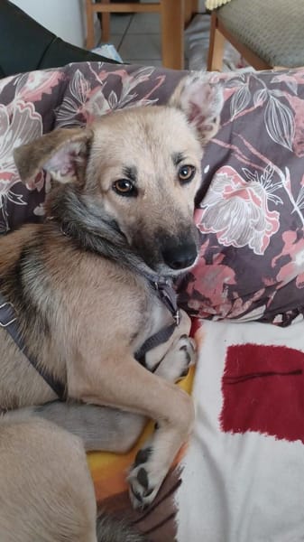 Lui sucht sein endgültiges Zuhause ❤