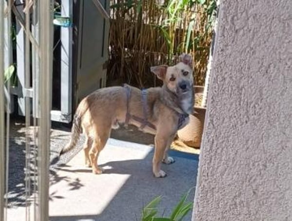 Lui sucht sein endgültiges Zuhause ❤