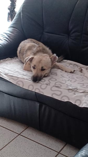 Lui sucht sein endgültiges Zuhause ❤