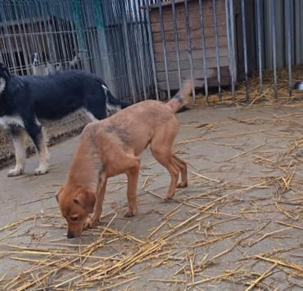 Liebenswerer Dorko sucht euch