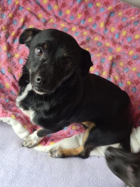 Ciupi sucht ein geborgenes Zuhause