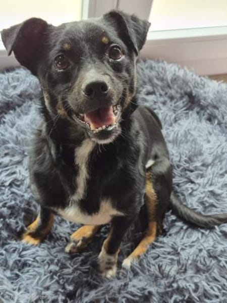 Ciupi sucht ein geborgenes Zuhause