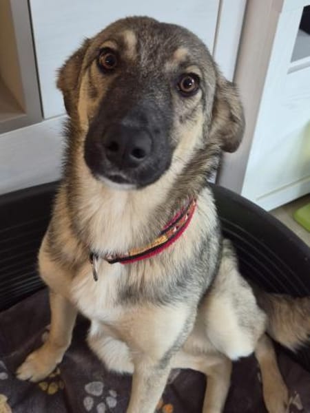 Rolf sucht ein liebevolles Zuhause