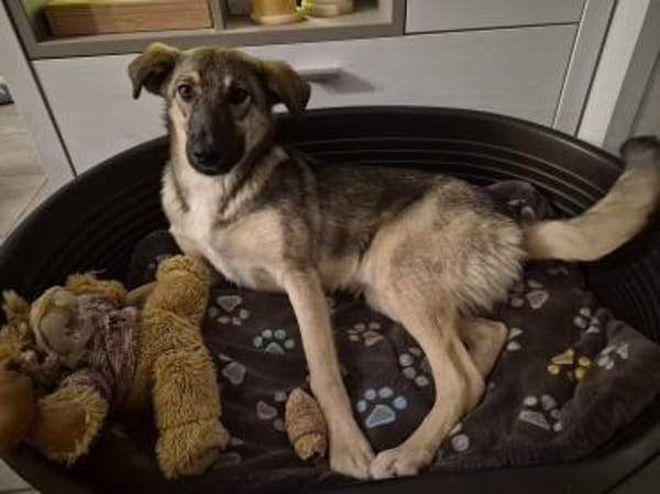 Rolf sucht ein liebevolles Zuhause