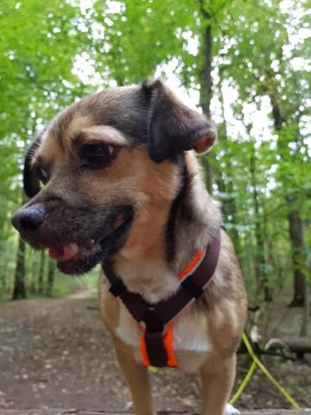 Paula - klein, lieb braucht Hilfe