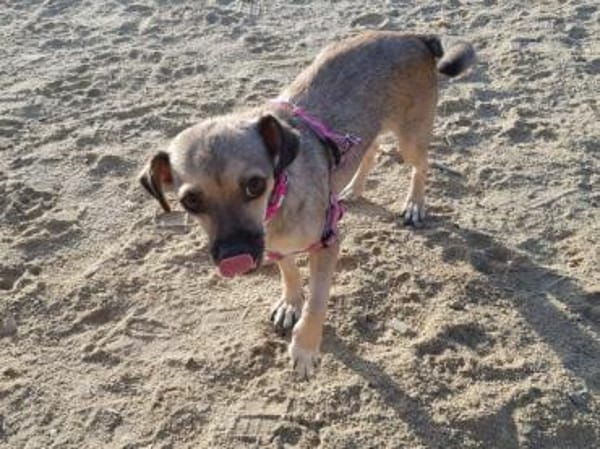 Paula - klein, lieb braucht Hilfe