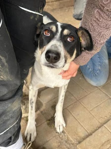 AMANDA-fröhliche,menschenbezogene Hündin