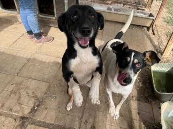 AMANDA-fröhliche,menschenbezogene Hündin