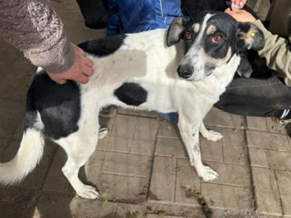 AMANDA-fröhliche,menschenbezogene Hündin