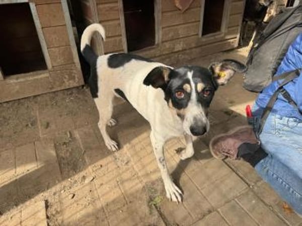 AMANDA-fröhliche,menschenbezogene Hündin