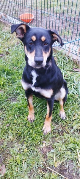 Liebenswerte Handy sucht Familie