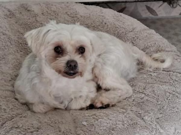 Flicka sucht liebevolles Zuhause