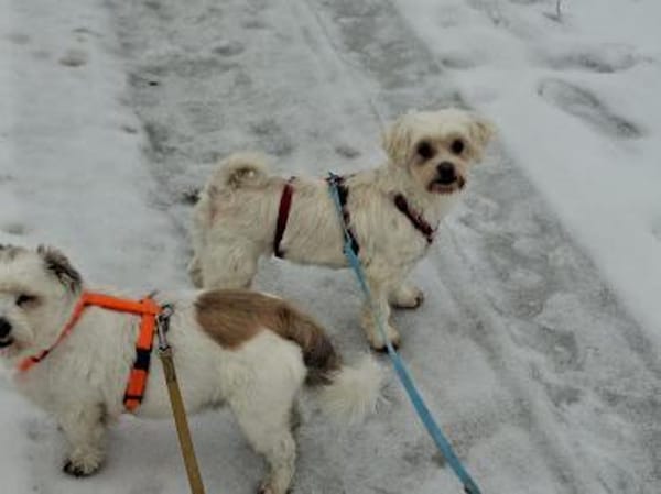 Flicka sucht liebevolles Zuhause