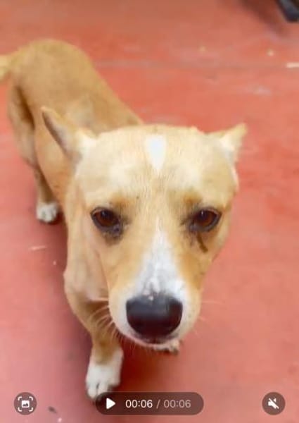 ❤🐾 SUNNY-LEVI, ca. 3Ja,  lustig+witzig