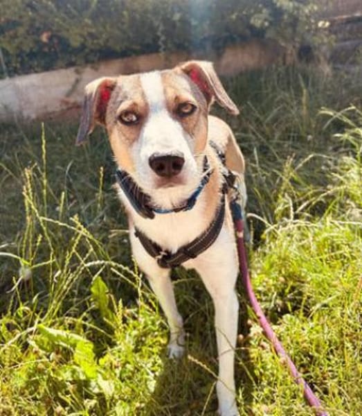 Nini ist eine sanfte, so liebe Hündin!