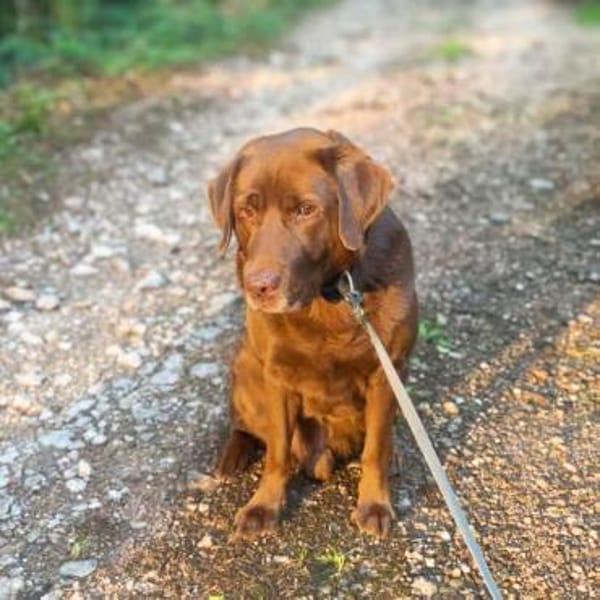 Moses - ist lieb&vorsichtig bei Kindern
