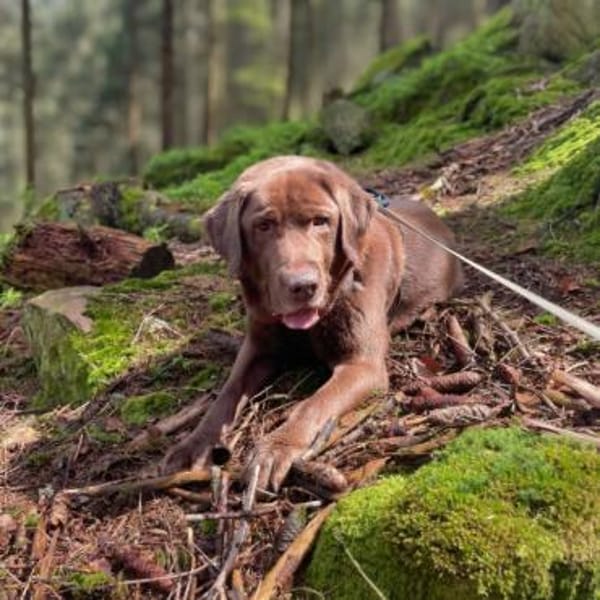 Moses - ist lieb&vorsichtig bei Kindern