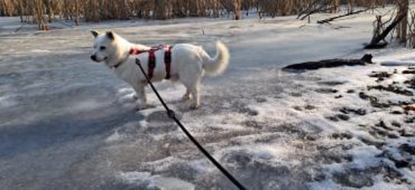 Albutu - der Schatz!