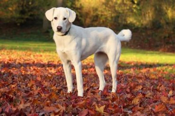 Yang - eine besondere Hündin