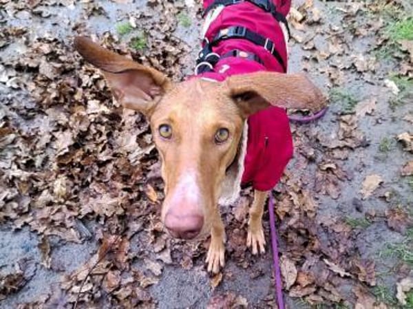 Fely sucht ein Körbchen !