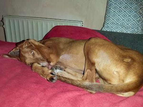 Fely sucht ein Körbchen !