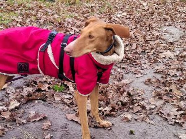 Fely sucht ein Körbchen !