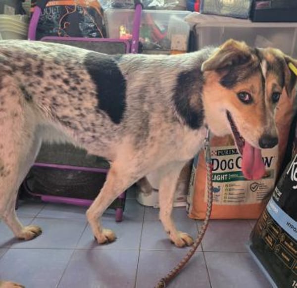 Fidji - unkompliziert sucht Dich