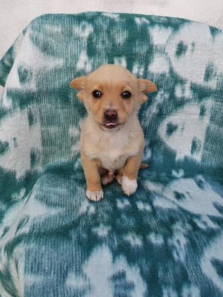 Nino ein bezauberndes Kerlchen