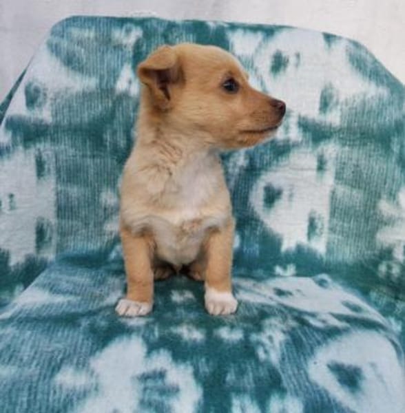 Nino ein bezauberndes Kerlchen