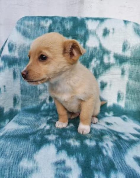 Nino ein bezauberndes Kerlchen