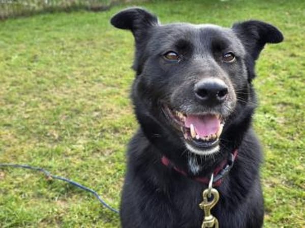 KINDRA-süße,wunderbare Hündin,50 cm