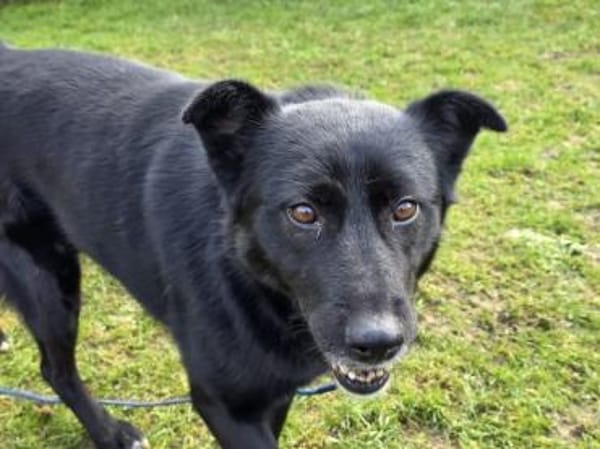 KINDRA-süße,wunderbare Hündin,50 cm