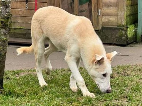 SEPPI-lieber,hübscher Jung-Rüde,59 cm
