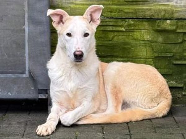 SEPPI-lieber,hübscher Jung-Rüde,59 cm